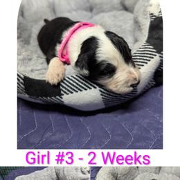 Australian Shepherd and Great Dane Puppies from AEW Farm