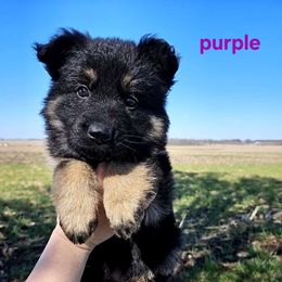 Purple - Bi-color German Shepherd puppy in Linton, Indiana from Aydt's Shepherds and Training LLC
