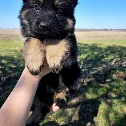 Purple - Bi-color German Shepherd puppy in Linton, Indiana from Aydt's Shepherds and Training LLC