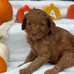 Dark Purple Bunnies - Red  female Goldendoodle puppy in Rush, New York from Care Bear Puppies