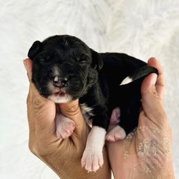 Evergreen - Black and white male Aussiedoodle puppy in Corydon, Indiana from Ridgeline Doodles