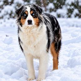 Pearl - Australian Shepherd