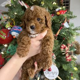 Blue - Parti male Goldendoodle puppy in Katy, Texas from Sweet T Doodles