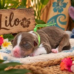 Lilo - Red tri-color female Australian Shepherd puppy in Placerville, California from BFF Aussies