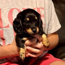 Wilma AKC GC - Black and cream female Dachshund puppy in El Dorado, Arkansas from LovelylilDoxies