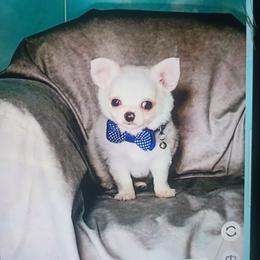 Biscuit - Cream and white male Chihuahua puppy in Redding, California from Akc ivy league chihuahua .  Com