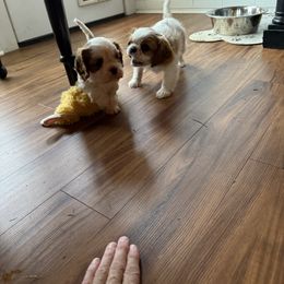 Cavalier King Charles Spaniel Puppies from Reynolds Farms Cavaliers