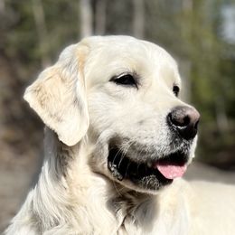 “Olaf” - Golden Retriever