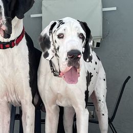 Maeva - Great Dane