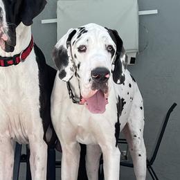 Maeva - Great Dane
