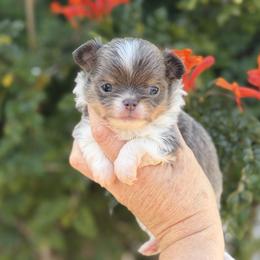 Frankie - Blue and tan male Chihuahua puppy in Newport Beach, California from Exotic City Pomeranians and chihuahuas