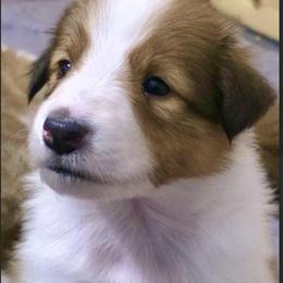 Stacy - female Scottish Collie puppy in Newcastle, Wyoming from Wykota 7K Scottish Collies