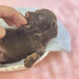Hershey Long hair - Chocolate and tan male Dachshund puppy in Lakeland, Florida from Elite Doxies Florida