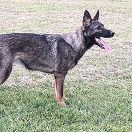 Hope - German Shepherd