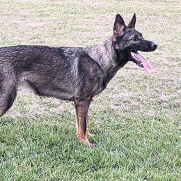 Hope - German Shepherd