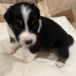 Oboe - Black tri-color male Australian Shepherd puppy in Bennett, Colorado from Alolan Angel Aussies