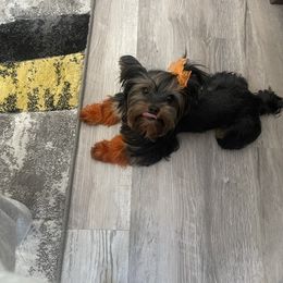 Dolly - Yorkshire Terrier