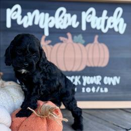 Hank - Black male Cockapoo puppy in Preston, Idaho from Shaffer Top Notch Puppies