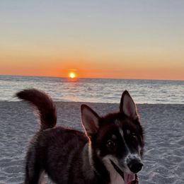 Siberian Husky Puppies from SoFlo Siberians