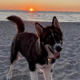 Siberian Husky Puppies from SoFlo Siberians