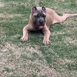 Cane Corso Puppies from Forza Cane Corso