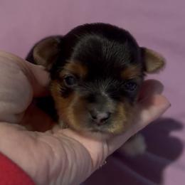 Nicholas - Black and tan male Yorkshire Terrier puppy in Wagoner, Oklahoma from Rosenthal Yorkies