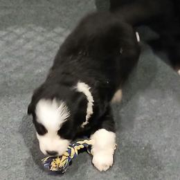 Mittens - Lavender - Girl - Black tri-color female Australian Shepherd puppy in Charlotte, North Carolina from Tranquility Trail Aussies