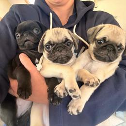 Darla - Fawn female Pug puppy in Broken Arrow, Oklahoma from Pugs Not Drugs