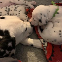 Dalmatian Puppies from Westview Dalmatians