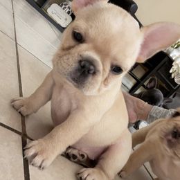 French Bulldog Puppies from MaFrenchiesBadandBoujee