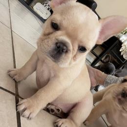 French Bulldog Puppies from MaFrenchiesBadandBoujee
