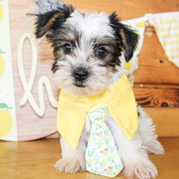 Dane - Parti male Yorkshire Terrier puppy in Hugo, Oklahoma from Ann R.