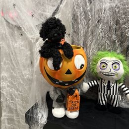 Poodle Puppies from Maison des Caniches