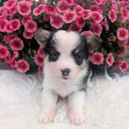 Avril - Black and tan female American Corgi puppy in Garrett, Indiana from Chloe's Colorful Corgis