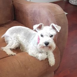 Lacy - Miniature Schnauzer