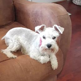 Lacy - Miniature Schnauzer