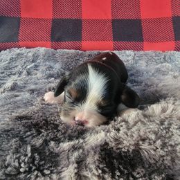 Lucky Charms - Tri-color Cavalier King Charles Spaniel puppy in Rochelle, Illinois from Alexandra's Royal Cavaliers