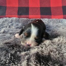 Lucky Charms - Tri-color Cavalier King Charles Spaniel puppy in Rochelle, Illinois from Alexandra's Royal Cavaliers
