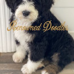 Bernedoodle and Goldendoodle Puppies from Renowned Bernedoodles and Goldendoodles
