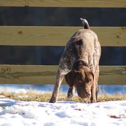 German Shorthaired Pointer puppies from Peak Mountain Kennels