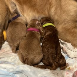 Dachshund and Golden Retriever Puppies from Wyo Dachshunds & Goldens