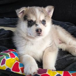 Bones - Merle male Pomsky puppy in Omaha, Nebraska from Wolfpack Pomskies