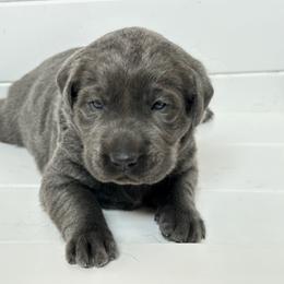 2nd born pup - Black male Labrador Retriever puppy in Antwerp, Ohio from Clark’s Loyal Labradors