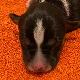 P2F - Black white and tan female Rat Terrier puppy in Groveland, Florida from Blackwood Rat Terriers (Standard)