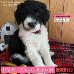 DAISY - Pink collar girl - Black and white female Sheepadoodle puppy in Charlo, Montana from Heavenly Hilltop Farm