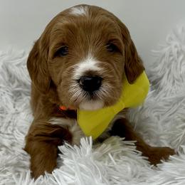 Yellow Male - Apricot male Goldendoodle puppy in Great Falls, Montana from Montana Goldendoodles
