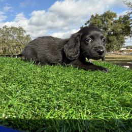 Purple Collar - Black male Dachshund puppy in Apopka, Florida from The HotDog Stand