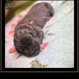 Ember - Blue female Great Dane puppy in Liberty, New York from Catskills Greatest Danes