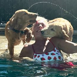 Golden Retriever Puppies from Graceful Goldens