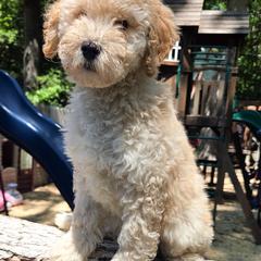 Toby - Cream male Labradoodle puppy in Millersville, Maryland from SUNNY SIDE DOODLES
